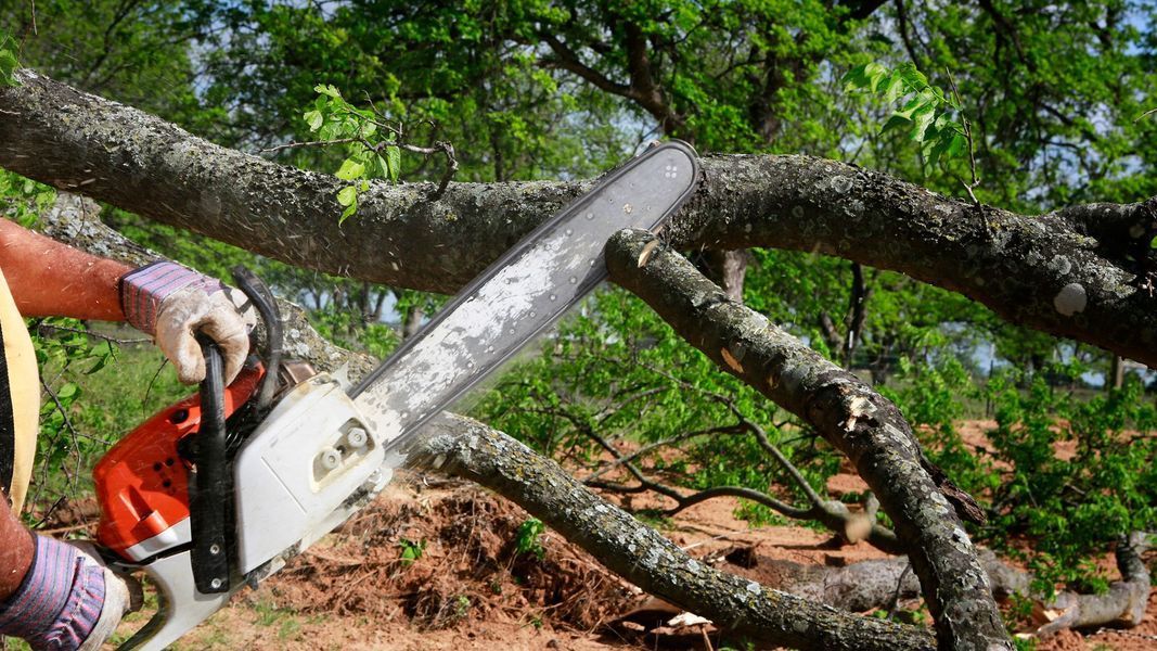 Chainsaw cutting a large fallen tree branch outdoors, with a worker in an orange safety vest.