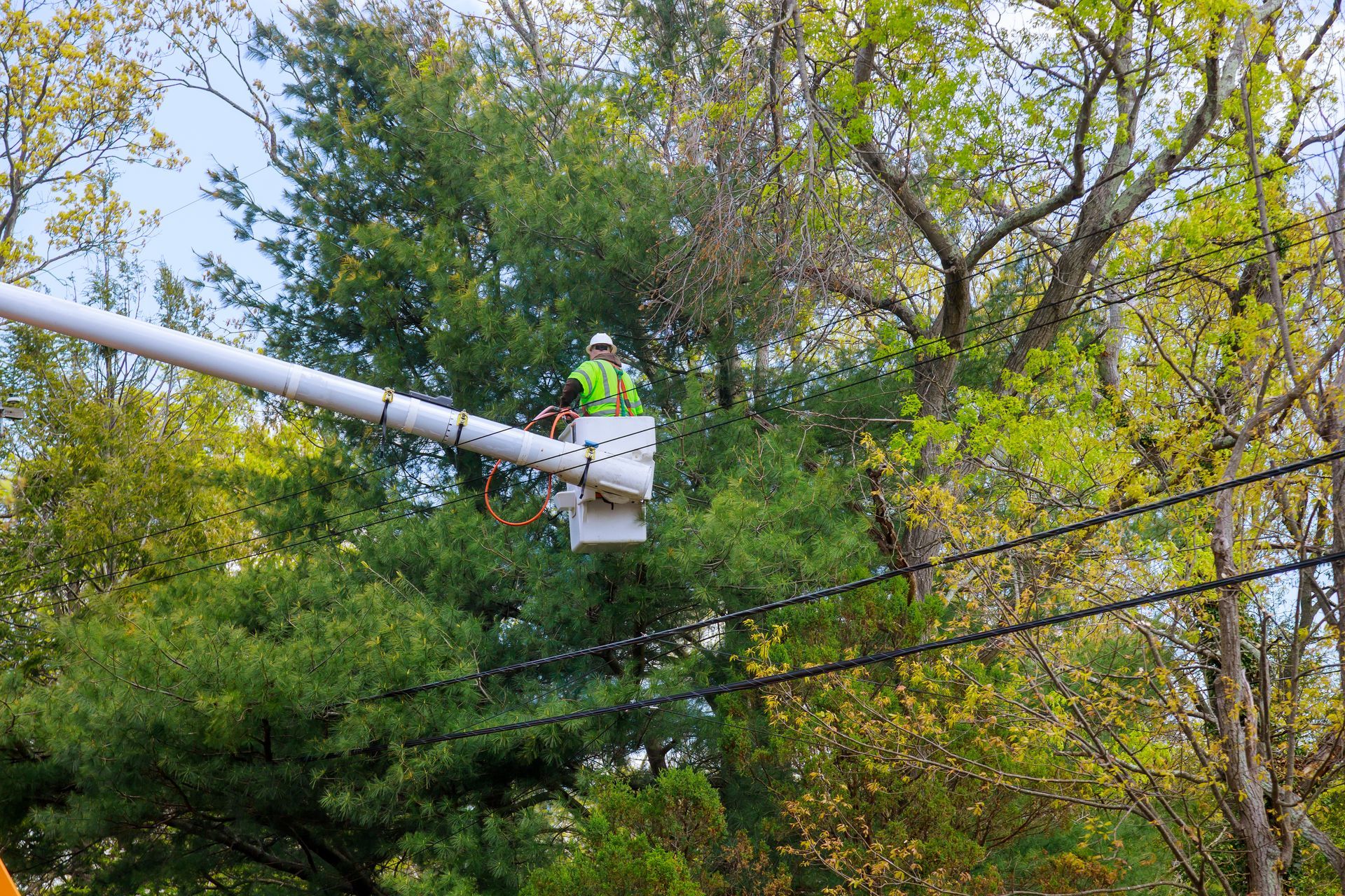 Worker in a bucket lift trimming tree branches beside power lines.