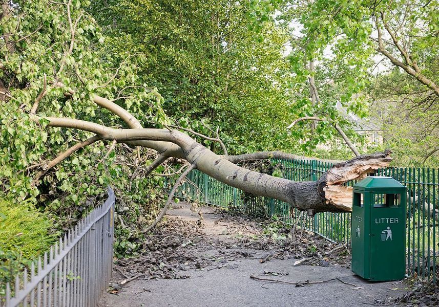 Fallen tree blocks a path beside a green trash bin in a leafy park