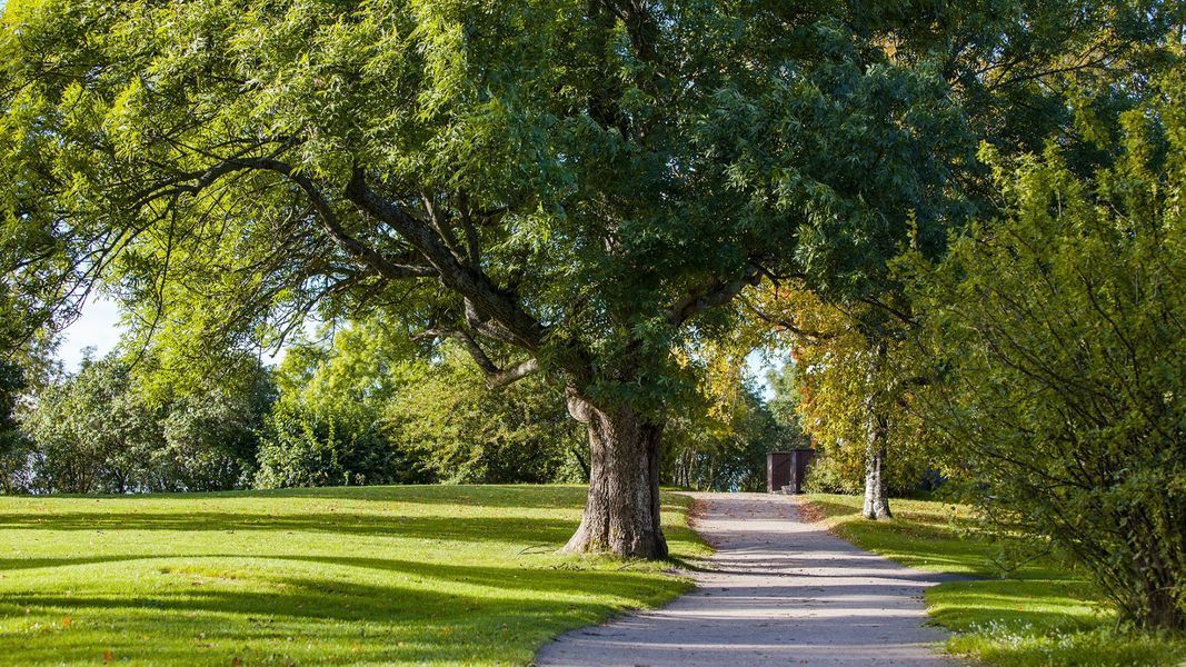 Shaded park path beside a large tree and green lawn on a sunny day