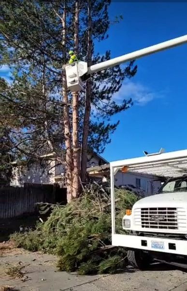 Downed tree branch resting near a white truck and utility pole in a residential driveway