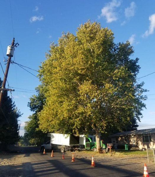 Large leafy tree beside a roadside with orange cones, utility poles, and houses under a blue sky