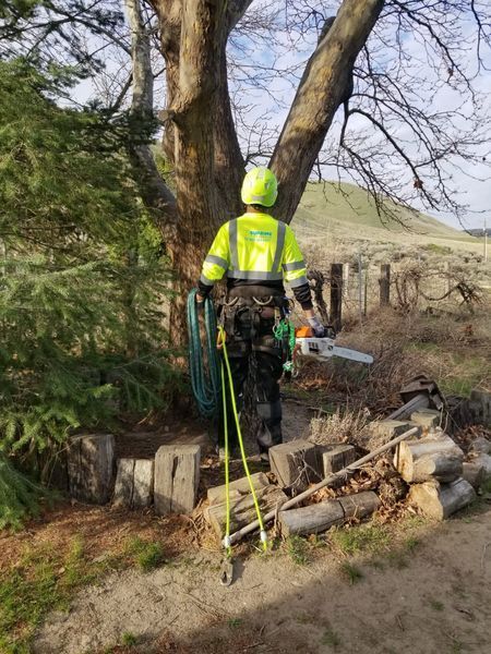 Worker in neon safety gear trimming a tree beside a pile of cut branches.