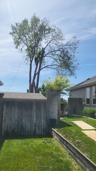 Backyard with tall trees behind a wooden fence and a house under a blue sky