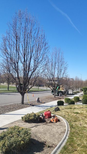 Landscaped park path with leafless trees, shrubs, and a small floral display under a clear blue sky