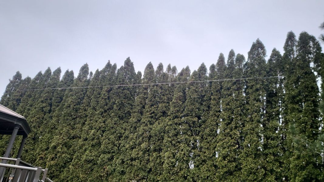 Tall evergreen trees on a hillside under a cloudy sky, with a building edge at left.