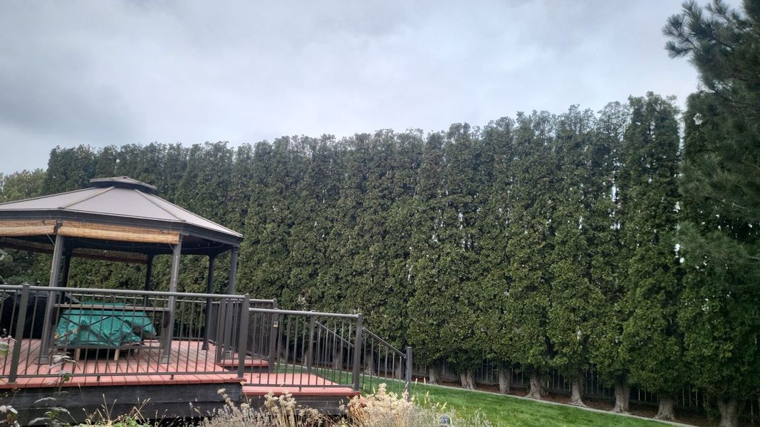 Gazebo with green-covered seating beside a row of tall trees in a grassy yard