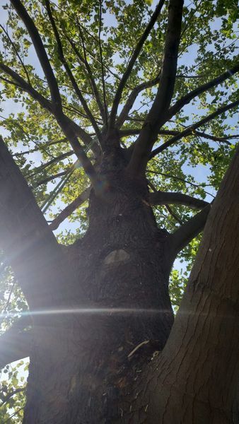 View up into a large tree canopy with sunlight filtering through green leaves and branches