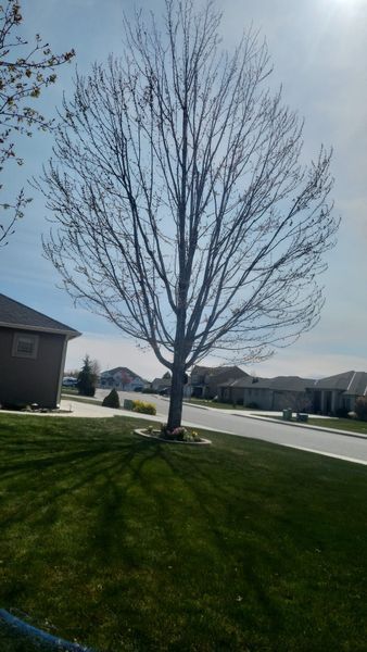Leafless tree in a grassy suburban yard beside a house and road under a bright sky