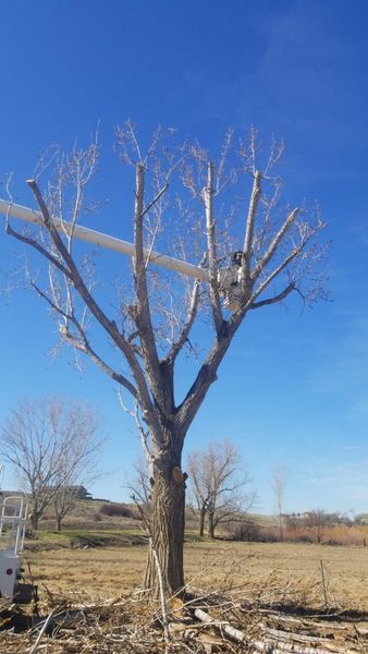Leafless tree in a dry field under a clear blue sky.