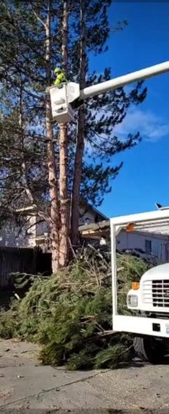 Utility truck beside a fallen tree on a suburban street under a blue sky