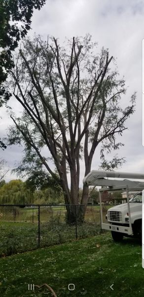 Tall leafless tree in a grassy yard beside a white vehicle under a cloudy sky