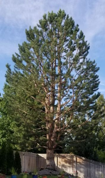 Tall evergreen tree in a fenced yard under a partly cloudy sky.