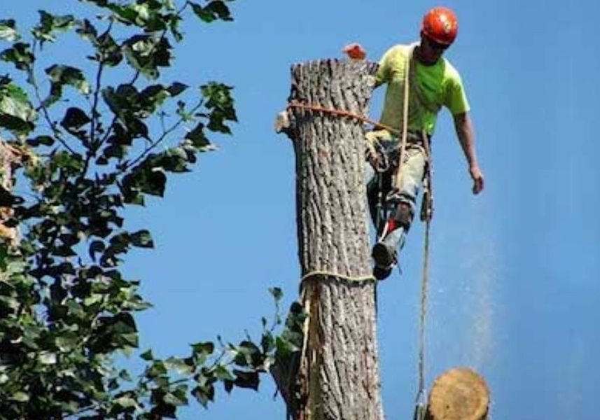 Arborist in orange helmet cutting a tall tree trunk with a chainsaw, wood chips flying
