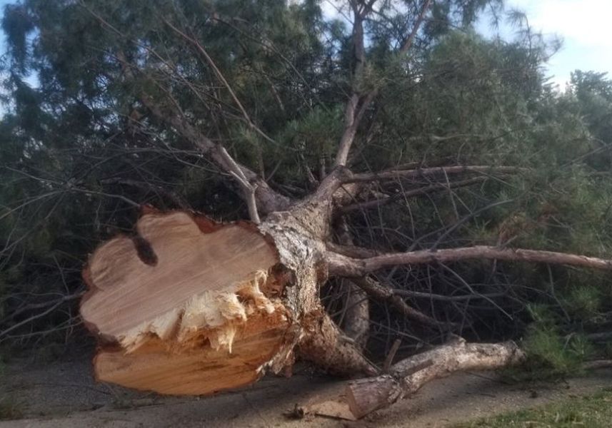 Uprooted fallen tree with exposed roots lying on the ground in a wooded area