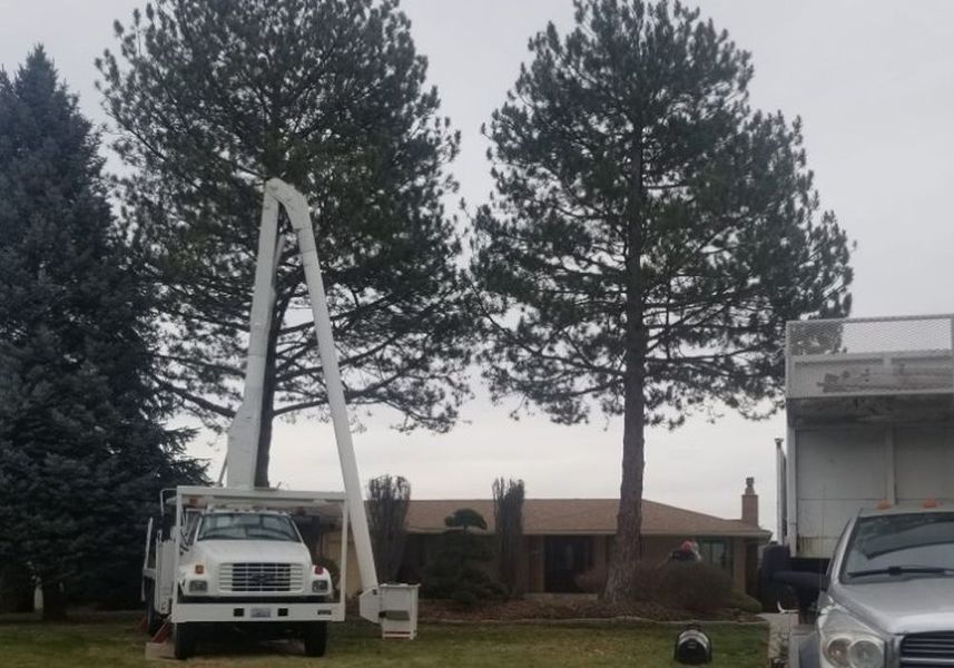 Bucket truck raised between two tall trees in a yard with a house and overcast sky
