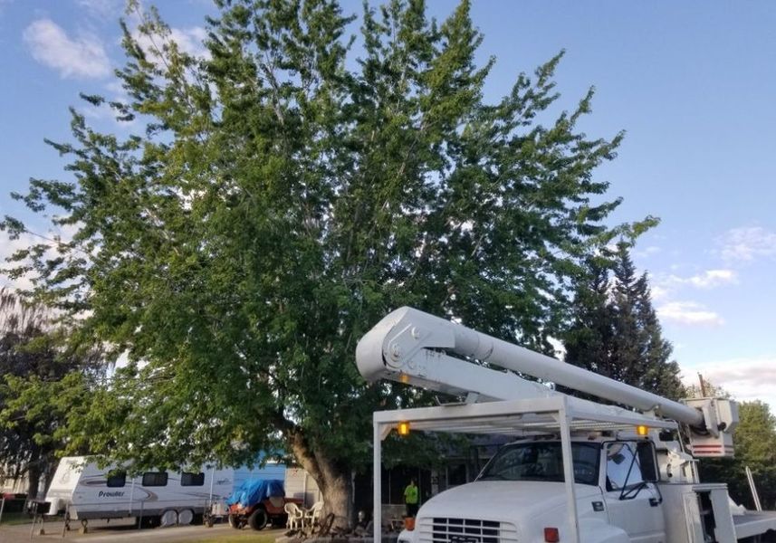 Utility truck with extended boom parked beside a large tree under a blue sky.