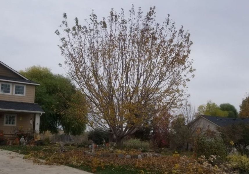 Tall leafless tree in a suburban yard beside houses on an overcast autumn day