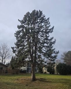 Tall evergreen tree in a grassy yard under a cloudy sky, with houses in the background