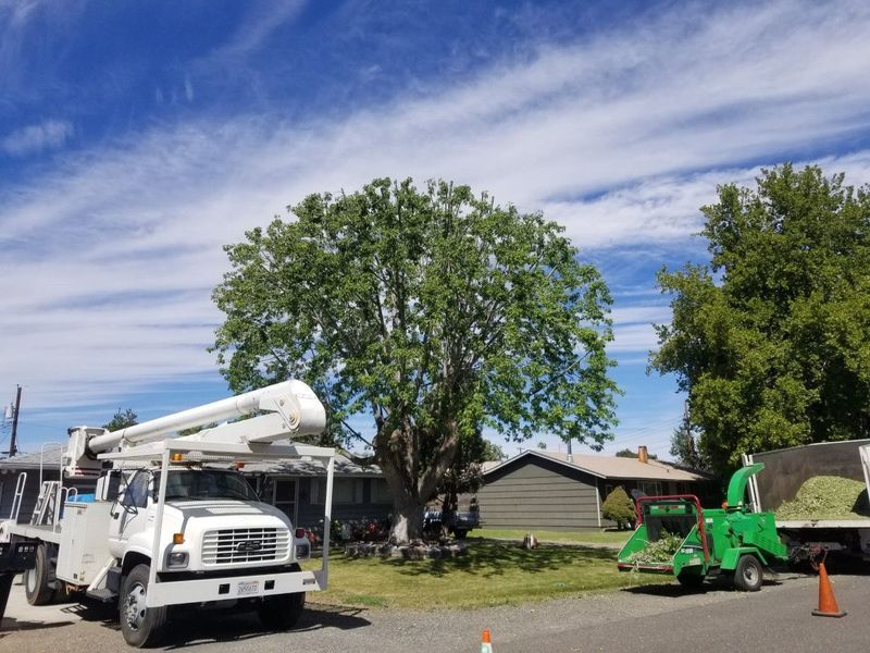 Utility trucks parked by a house and large tree under a bright blue sky