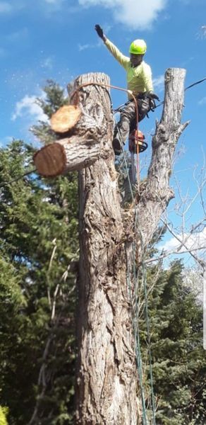 Arborist in neon helmet cutting branches from a tall dead tree against a blue sky
