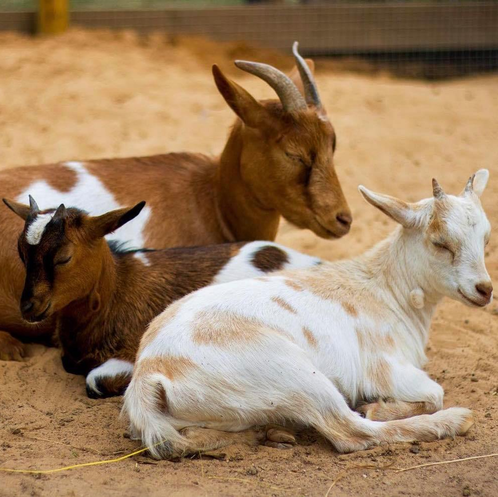 Mini zoo Ādažos