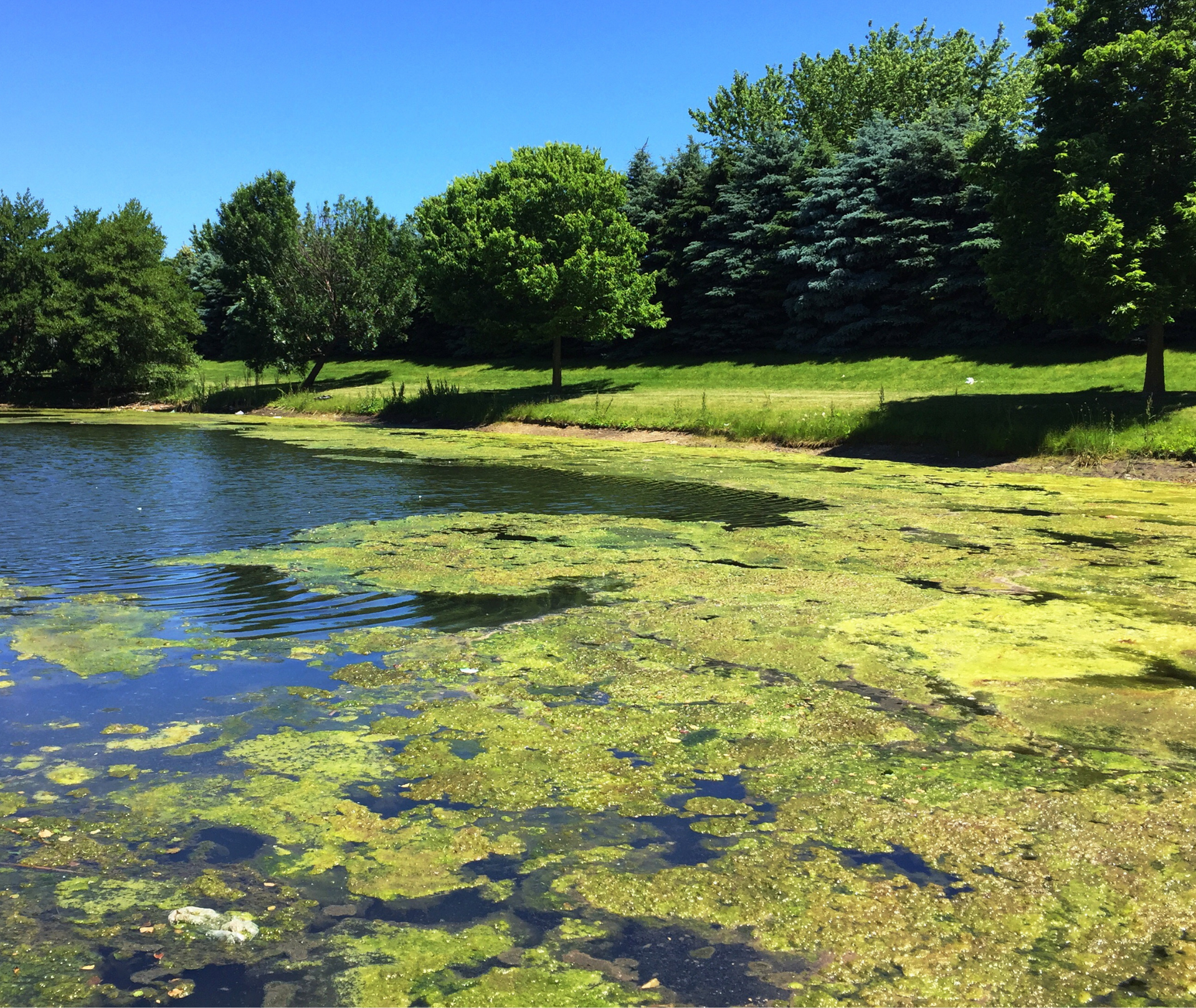 A close-up view of green filamentous algae floating on the surface of a small pond, indicating algal blooms that can affect water quality and oxygen levels. This growth can consume oxygen, leading to oxygen depletion and impacting the health of the entire water column.
