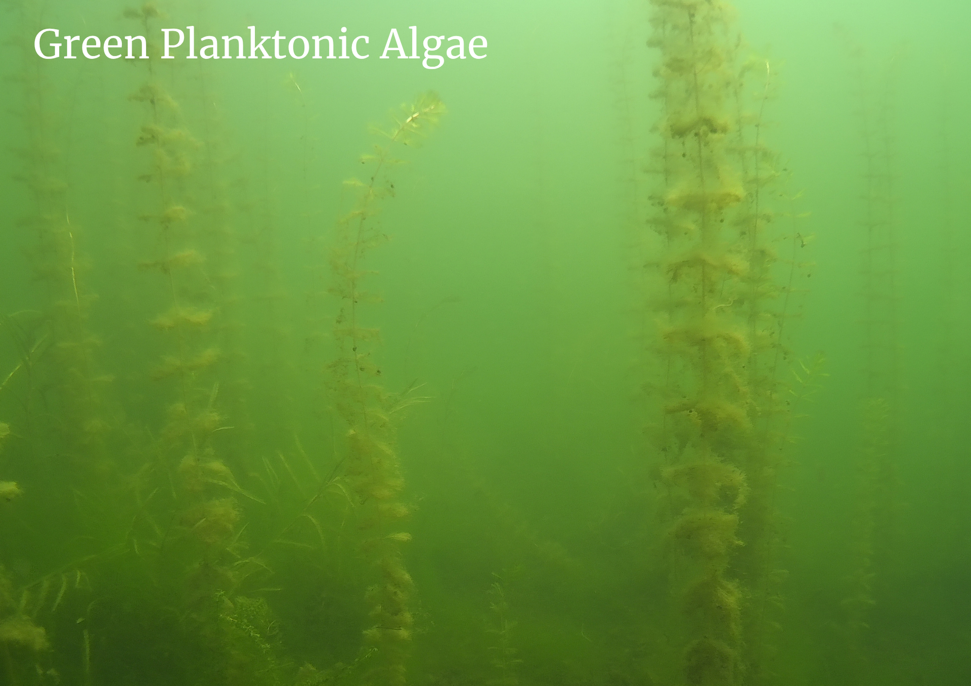 An image showing green planktonic algae.