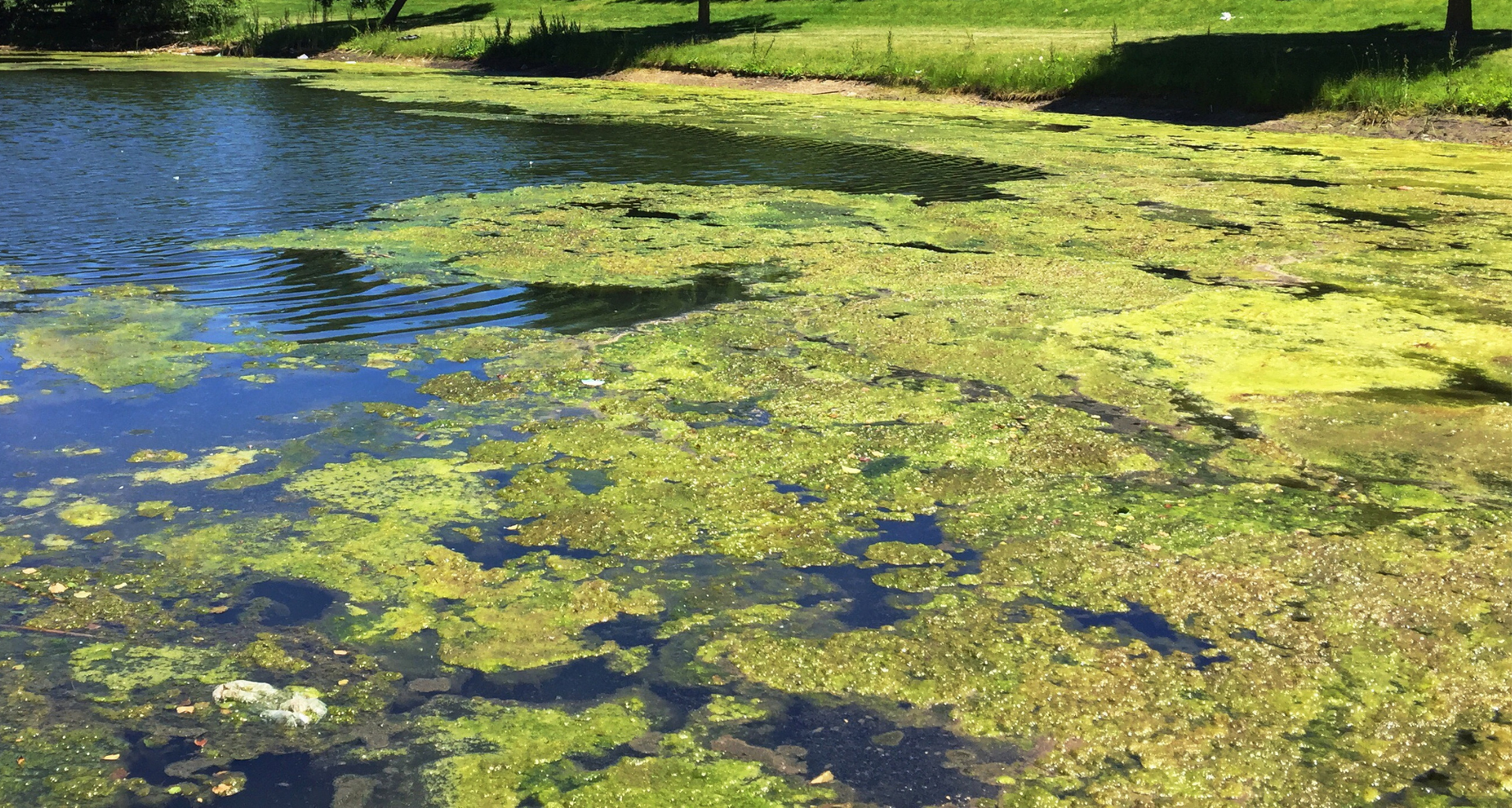 Green floating vegetation on a calm pond, with bare trees reflected in the water.