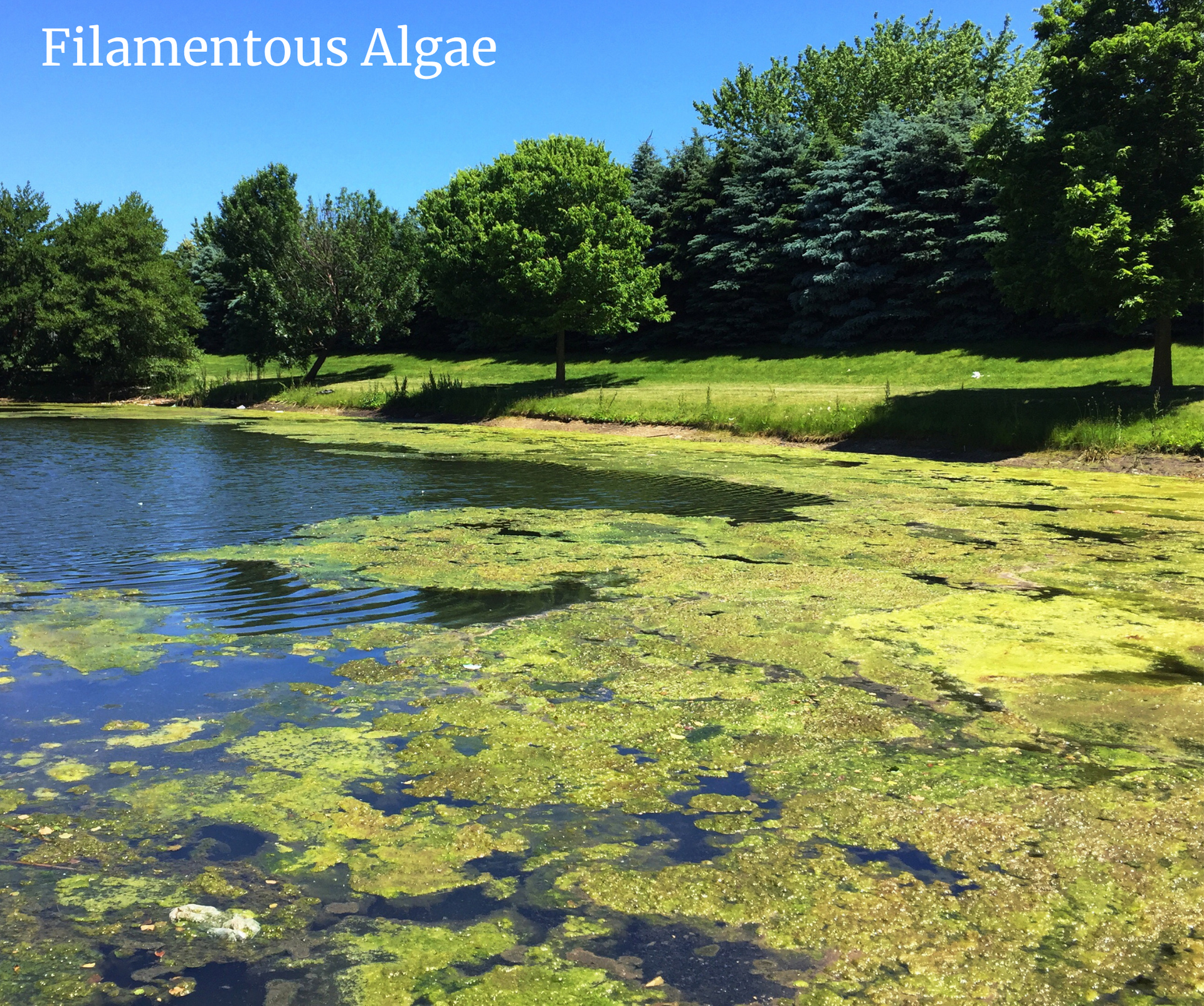 The image depicts a pond with a noticeable green algae bloom.