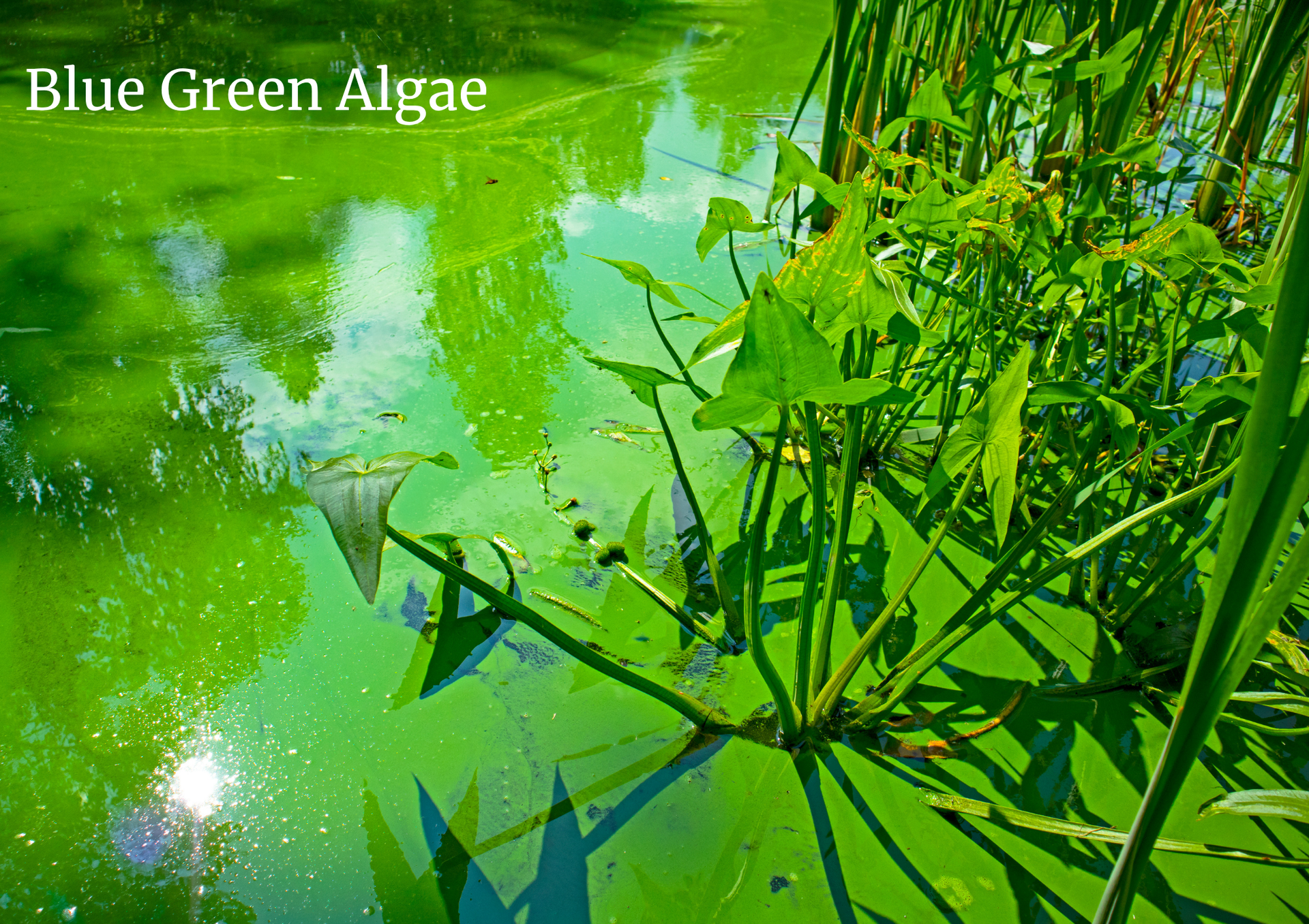 An image depicting Blue green algae