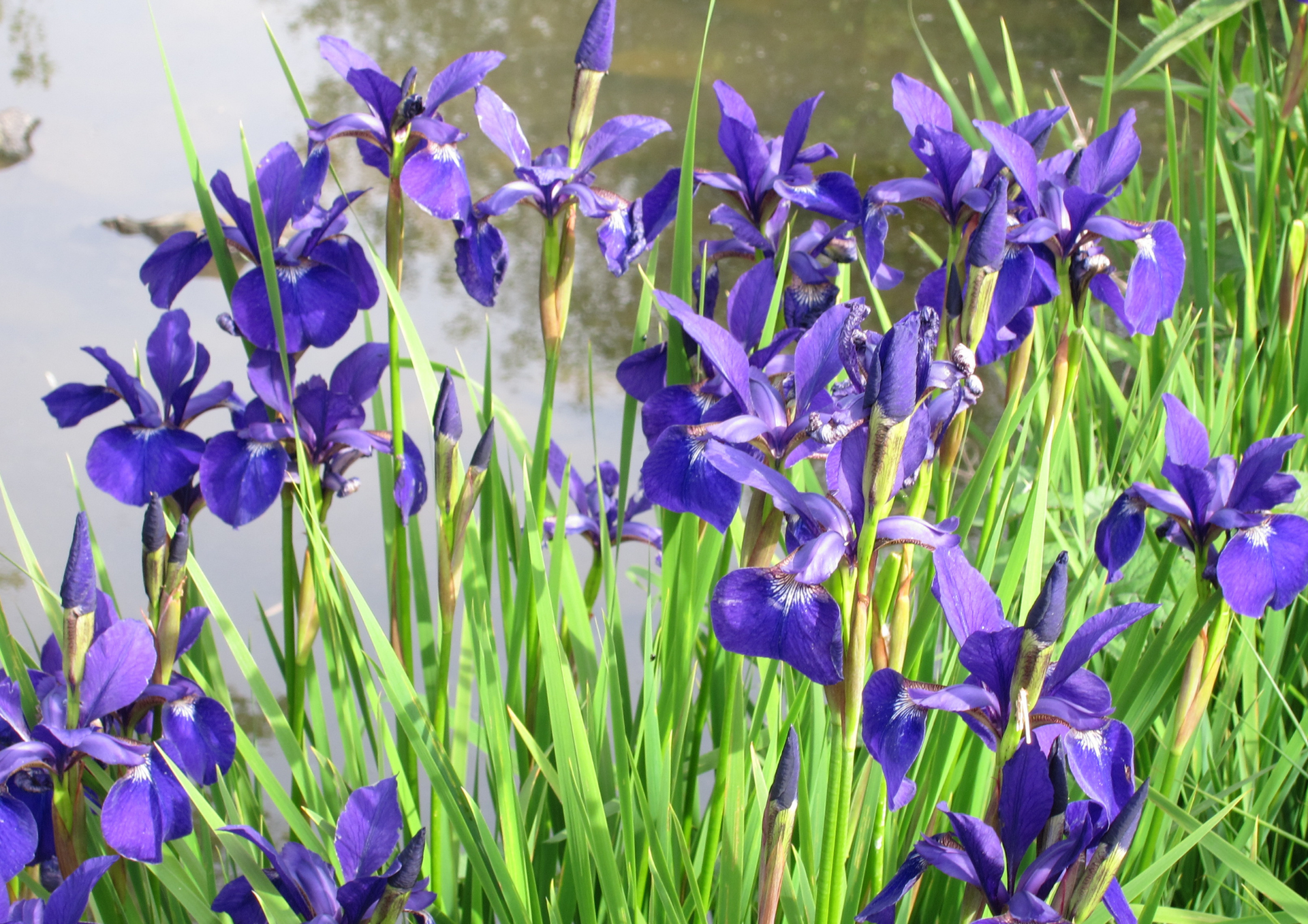 Purple irises blooming among green grass beside a stone wall