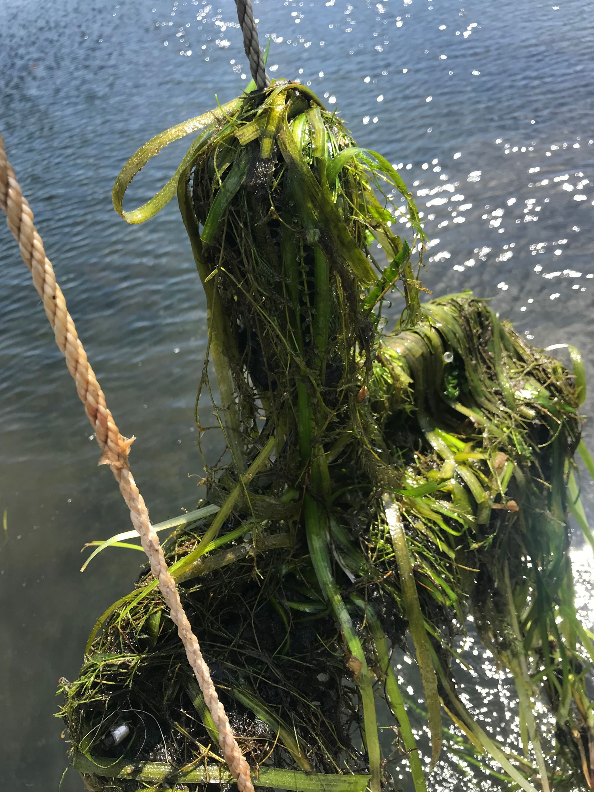 A person covered in green seaweed beside a rope over rippling water
