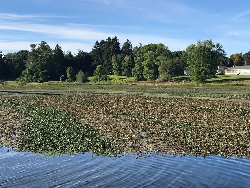 Aquatic plant-covered pond with trees and a blue sky in the background