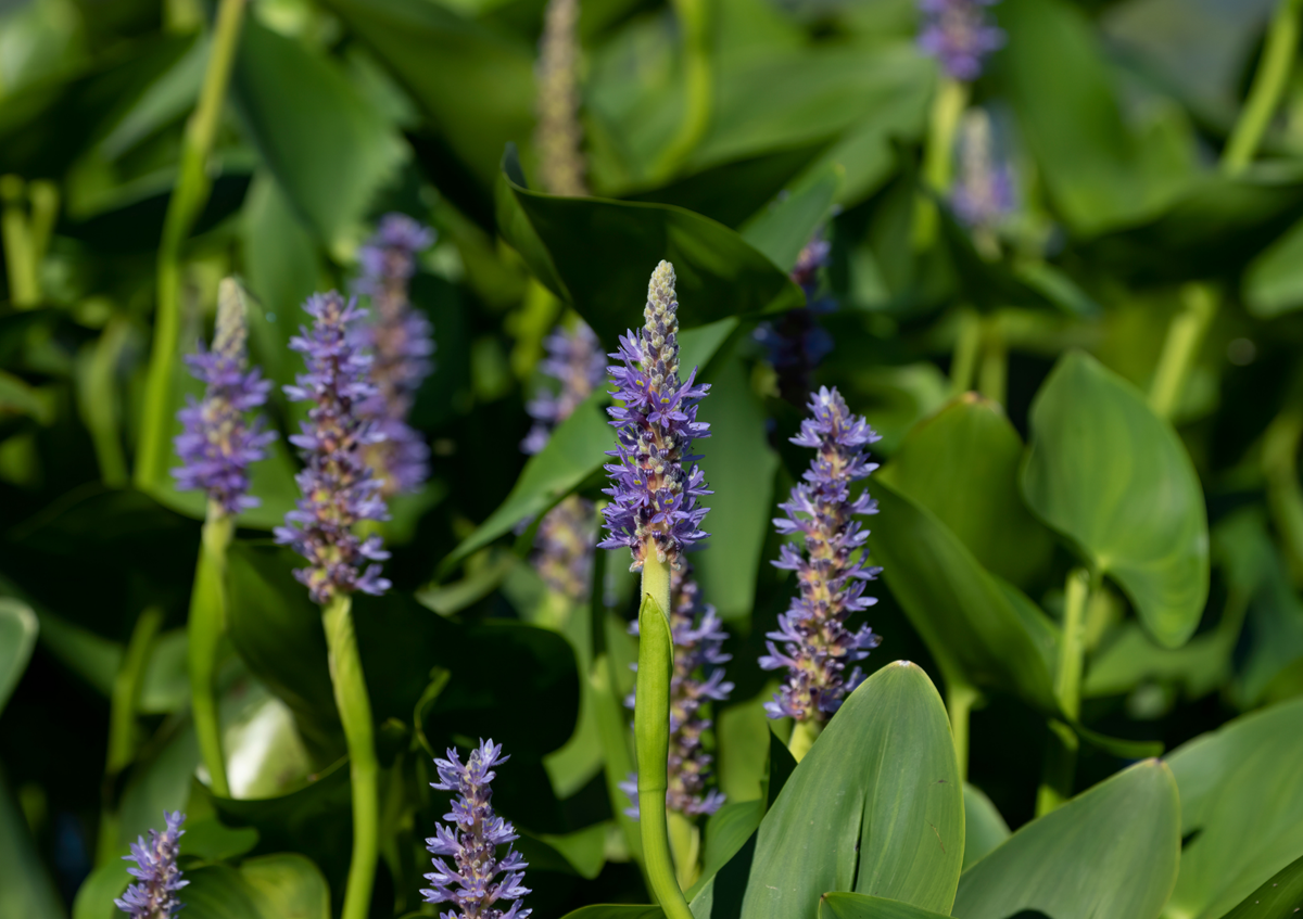 A close-up view of pickerel weed features vibrant purple flower spikes growing at the edge of a pond, surrounded by lush green foliage. Nearby, dragonflies flit about, adding to the natural beauty of this aquatic plant habitat, ideal for enhancing water quality in a water garden.