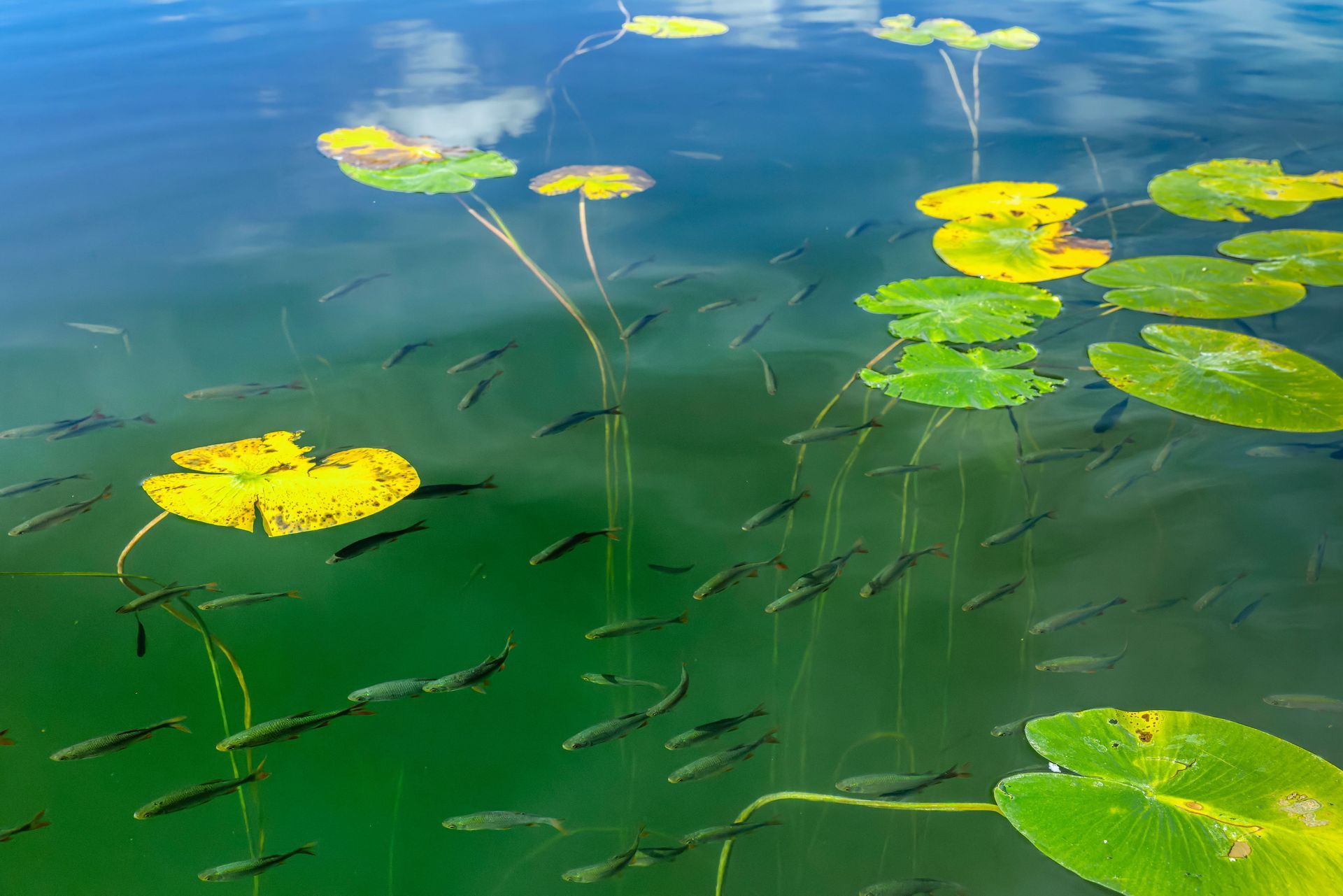 Fish swimming beneath lily pads in a clear green pond