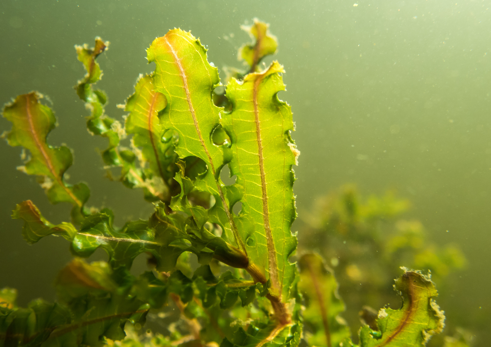 Green underwater seaweed with wavy leaves against a blurred green background