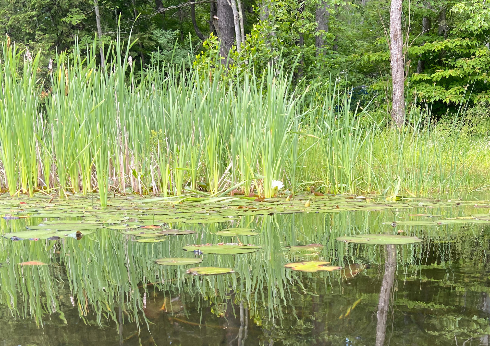 The image depicts a native vegetation buffer strip along a pond shoreline, featuring a mix of grasses and sedges that help control algae growth and improve water quality. This natural habitat supports various aquatic plants and provides a crucial buffer against excess nutrients that can lead to harmful algae blooms.