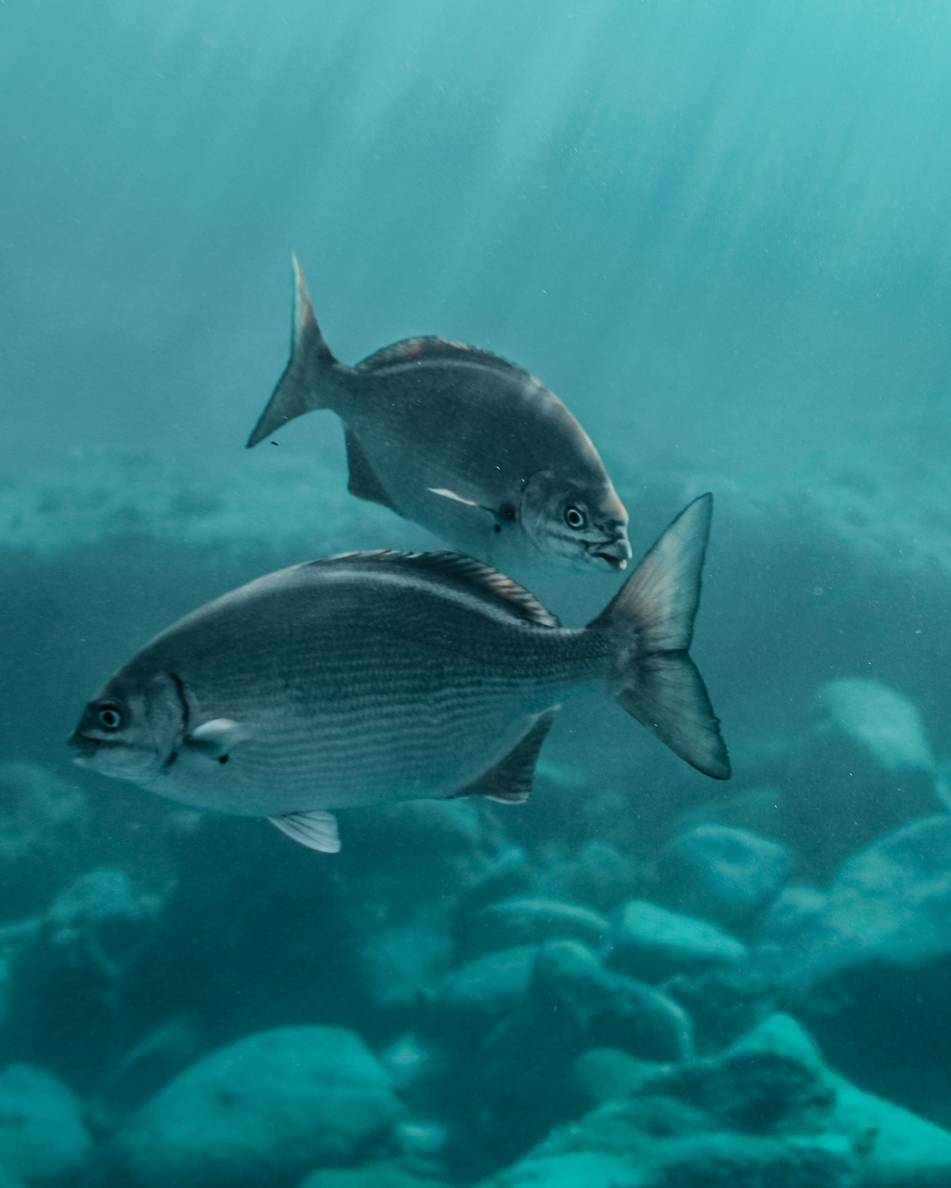 Two silver fish swimming in clear blue underwater scene