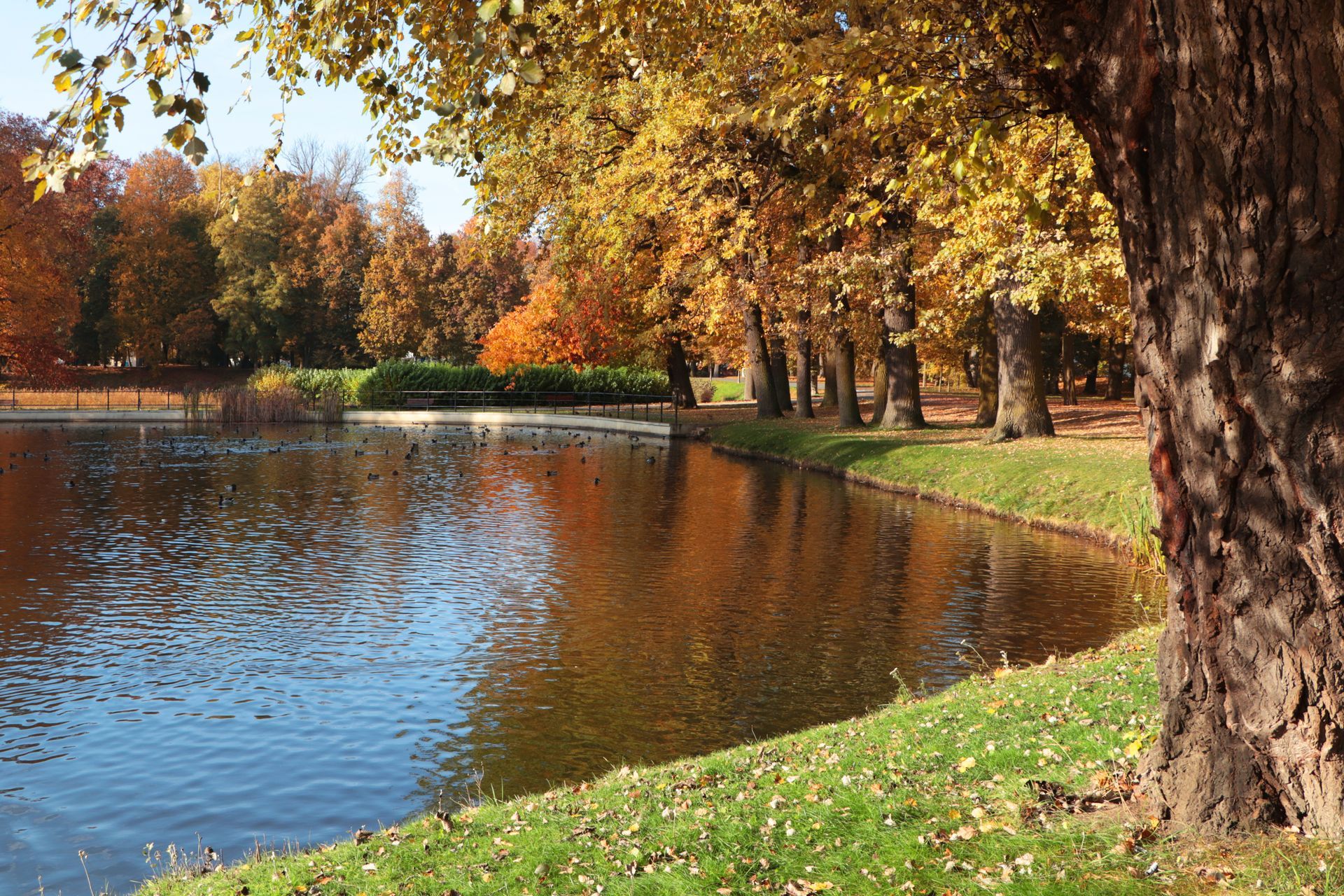 Autumn park pond with colorful trees and a grassy shoreline