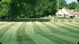 Lawn mowed in alternating stripes, in front of a house with a white facade, under a bright sunny sky.