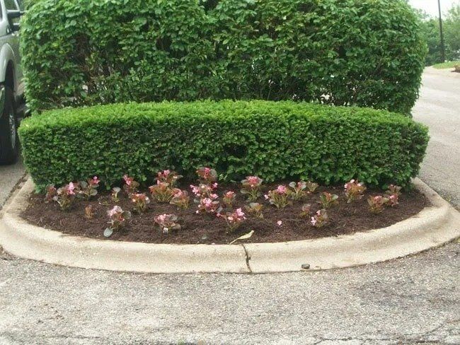 A low concrete barrier with neatly trimmed green bushes and small pink flowers.