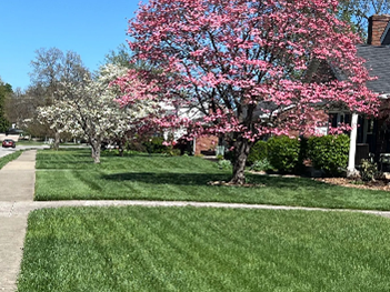 Lush green lawns and blooming trees line a sunny suburban street, pink and white flowers adding color to the scene. Lush green lawns and blooming trees line a sunny suburban street, pink and white flowers adding color to the scene.