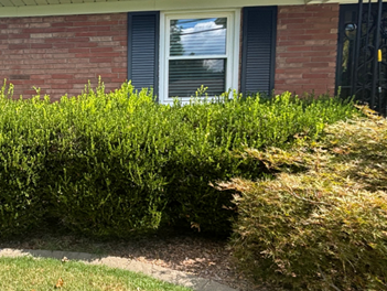 A brick house exterior with a window featuring dark blue shutters, partially obscured by green hedges and landscaping.