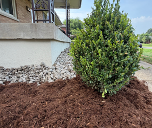 Shrub beside a house foundation, surrounded by fresh mulch and white stone landscaping.