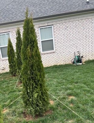 Three young evergreen trees staked in a grassy yard next to a brick house.