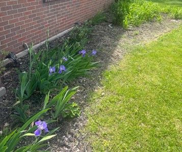 A flower bed with purple iris flowers, green grass, and a brick wall.