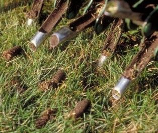 Close-up of several brown cattle legs with silver bands standing on grass, with manure scattered nearby