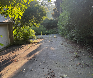 Sunlit, overgrown driveway lined with trees and vegetation. A garage is visible on the left.