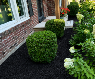 Brick house garden border with manicured boxwood shrubs and white hydrangeas beside a window Brick house garden border with manicured boxwood shrubs and white hydrangeas beside a window